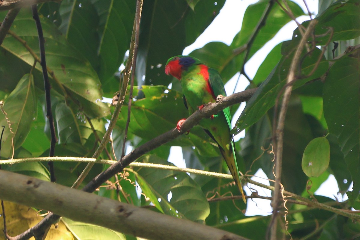 Red-flanked Lorikeet - ML627599716