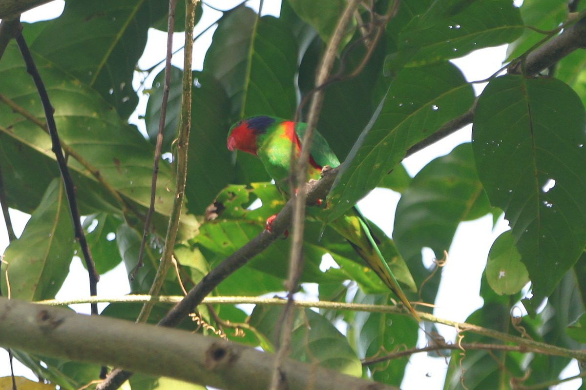 Red-flanked Lorikeet - ML627599717