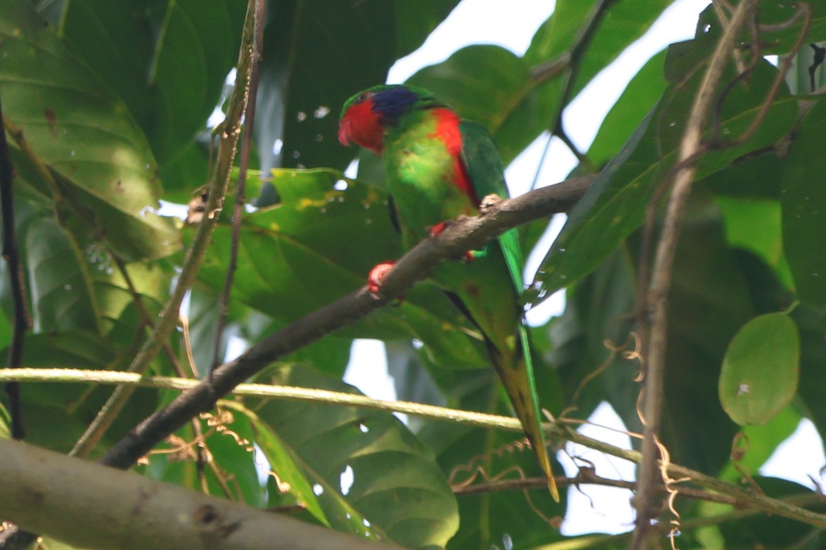 Red-flanked Lorikeet - ML627599718