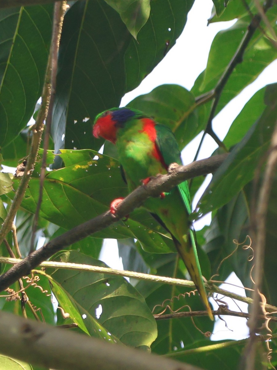 Red-flanked Lorikeet - ML627599719