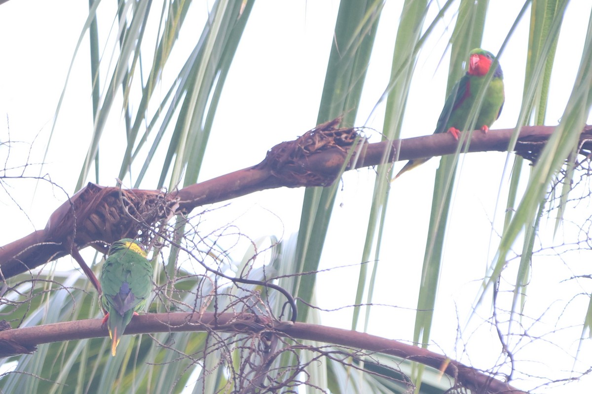 Red-flanked Lorikeet - ML627599757