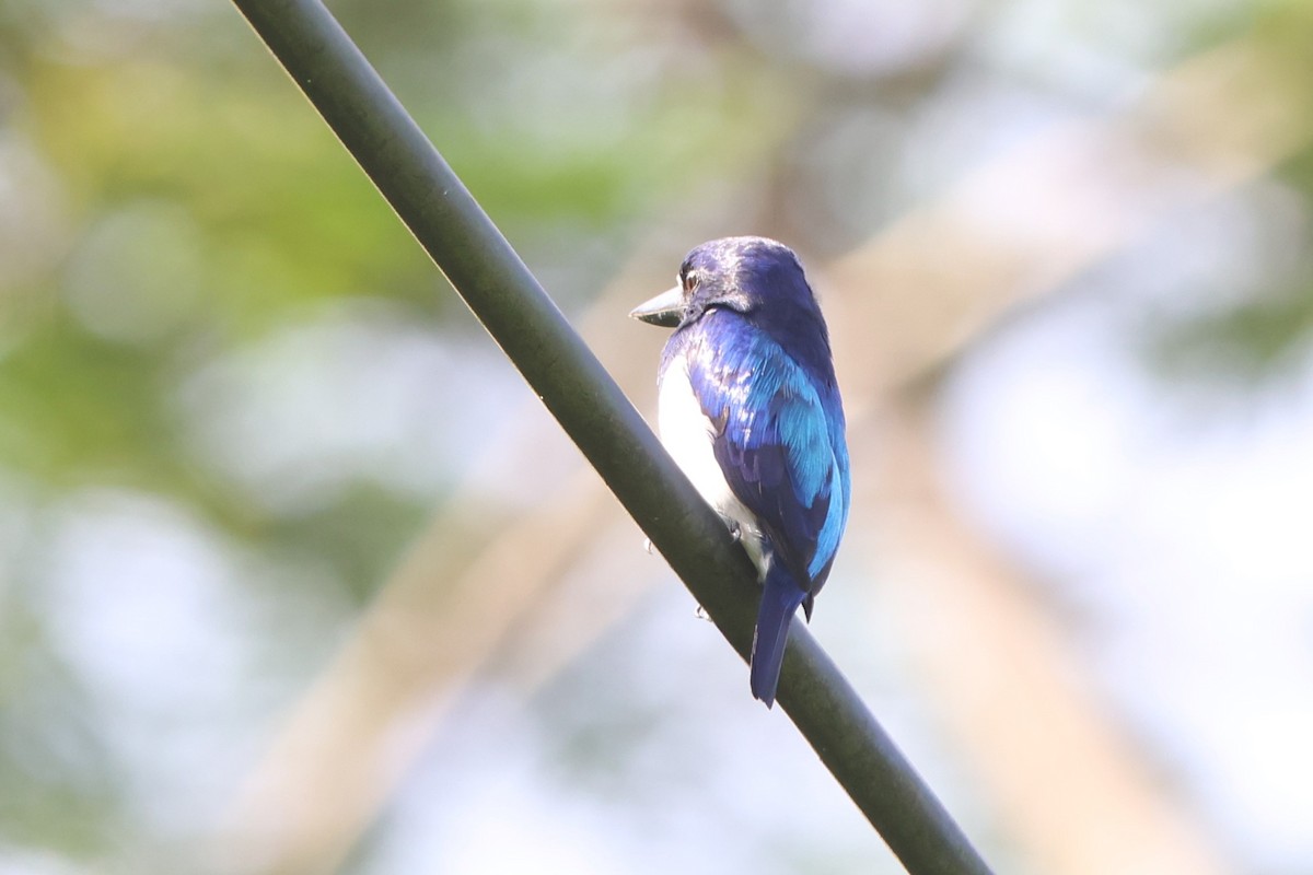 Blue-and-white Kingfisher - ML627599759