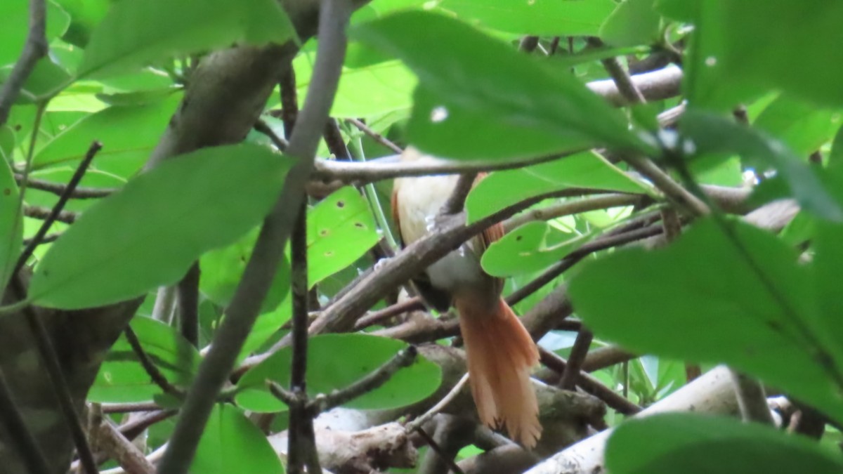 Araguaia Spinetail - ML627599782