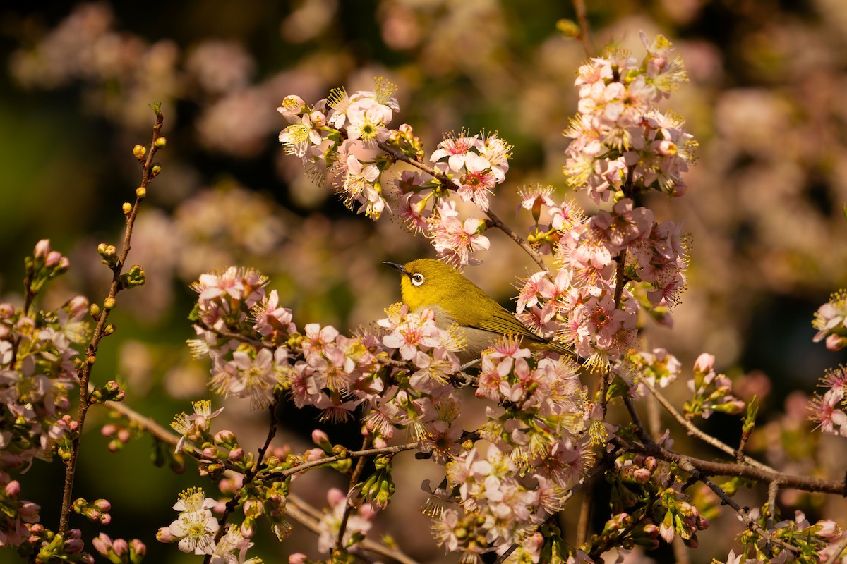 Indian White-eye - ML627599828