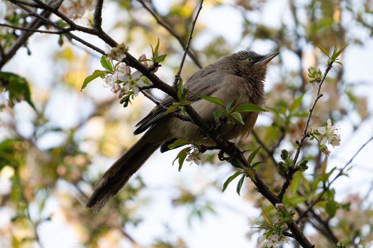 Large Gray Babbler - ML627599832