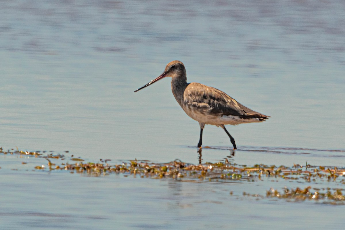 Hudsonian Godwit - ML627599903