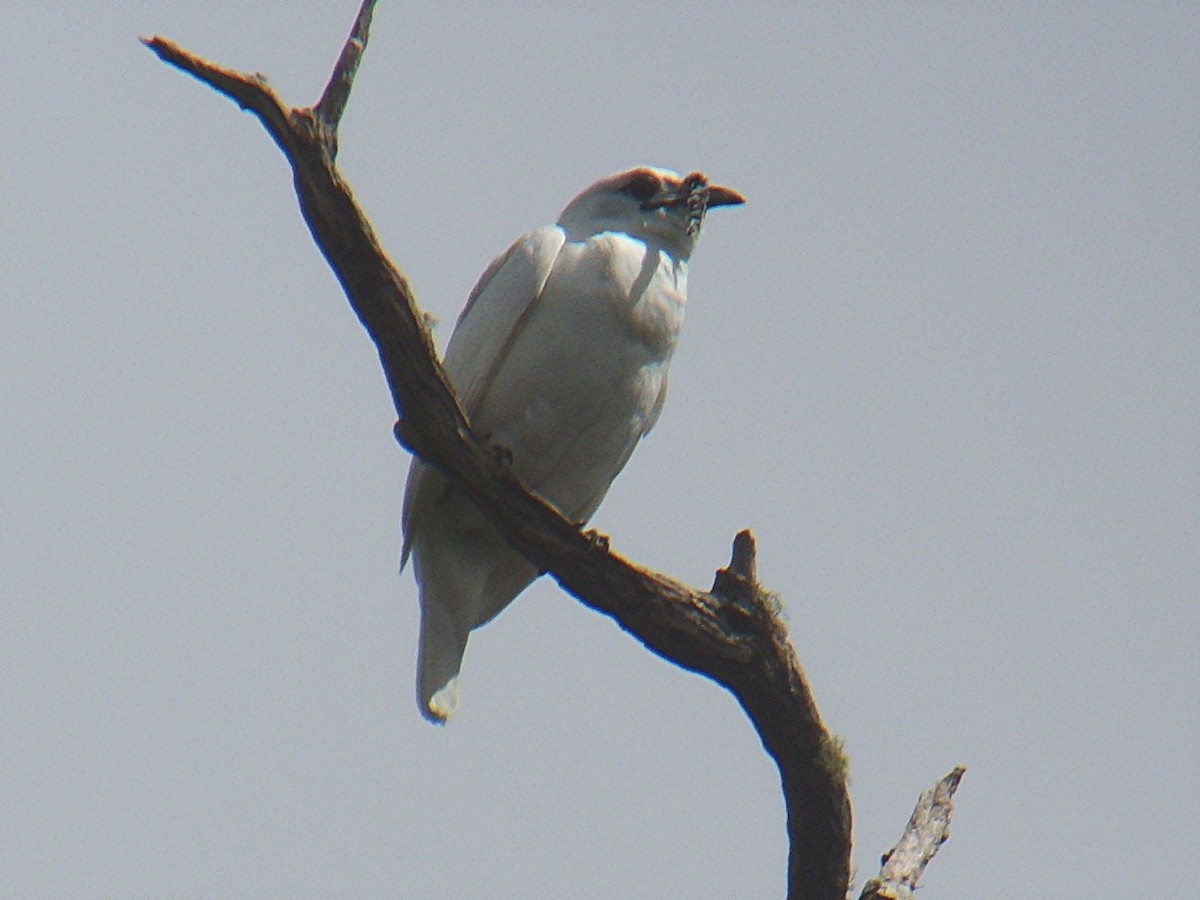 White Bellbird - ML627599937