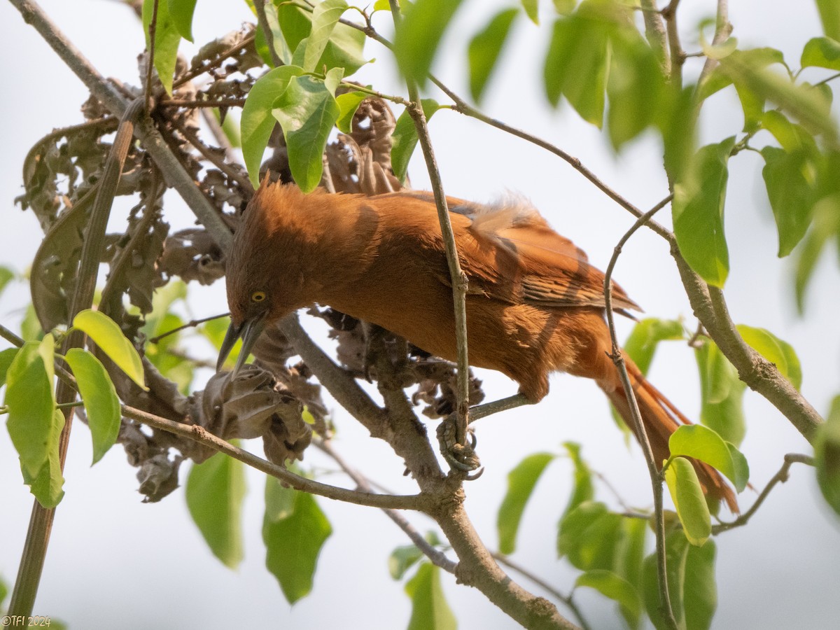 Rufous Cacholote - ML627599957