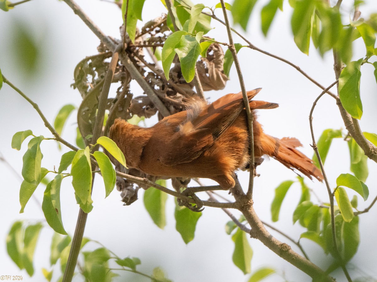 Rufous Cacholote - ML627599965