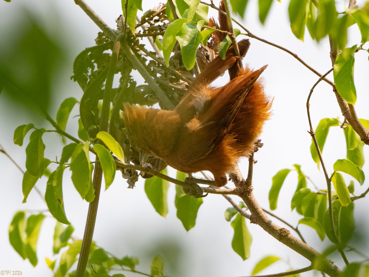 Rufous Cacholote - ML627599966