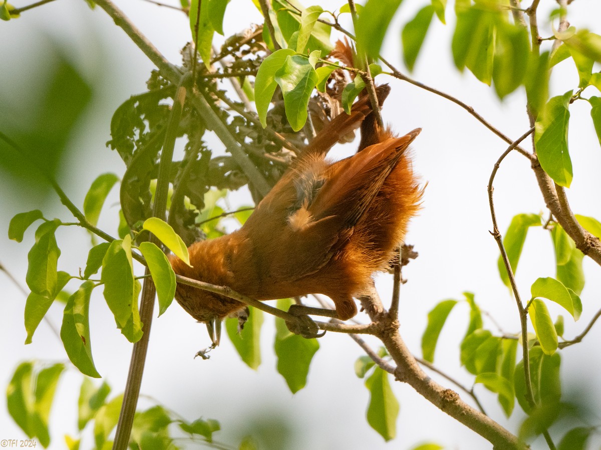 Rufous Cacholote - ML627599969