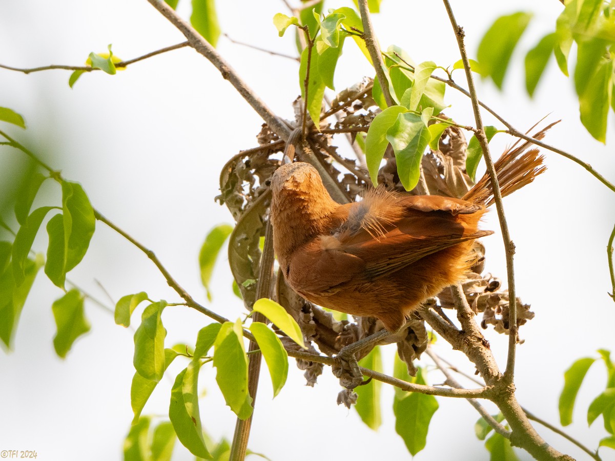 Rufous Cacholote - ML627599971