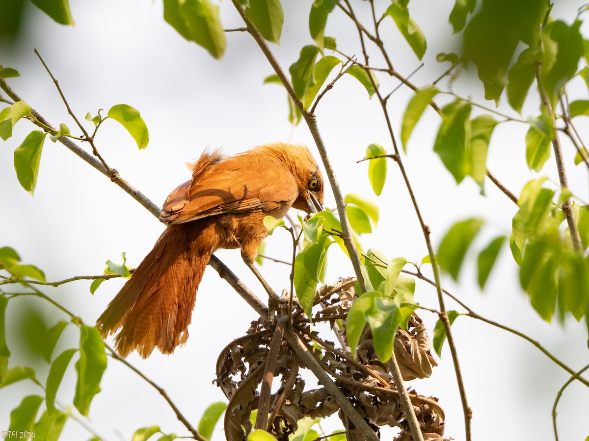 Rufous Cacholote - ML627599974