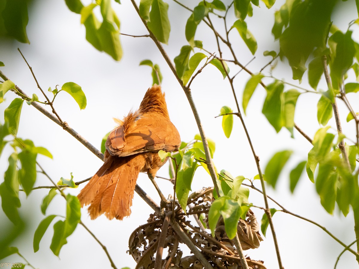 Rufous Cacholote - ML627599976