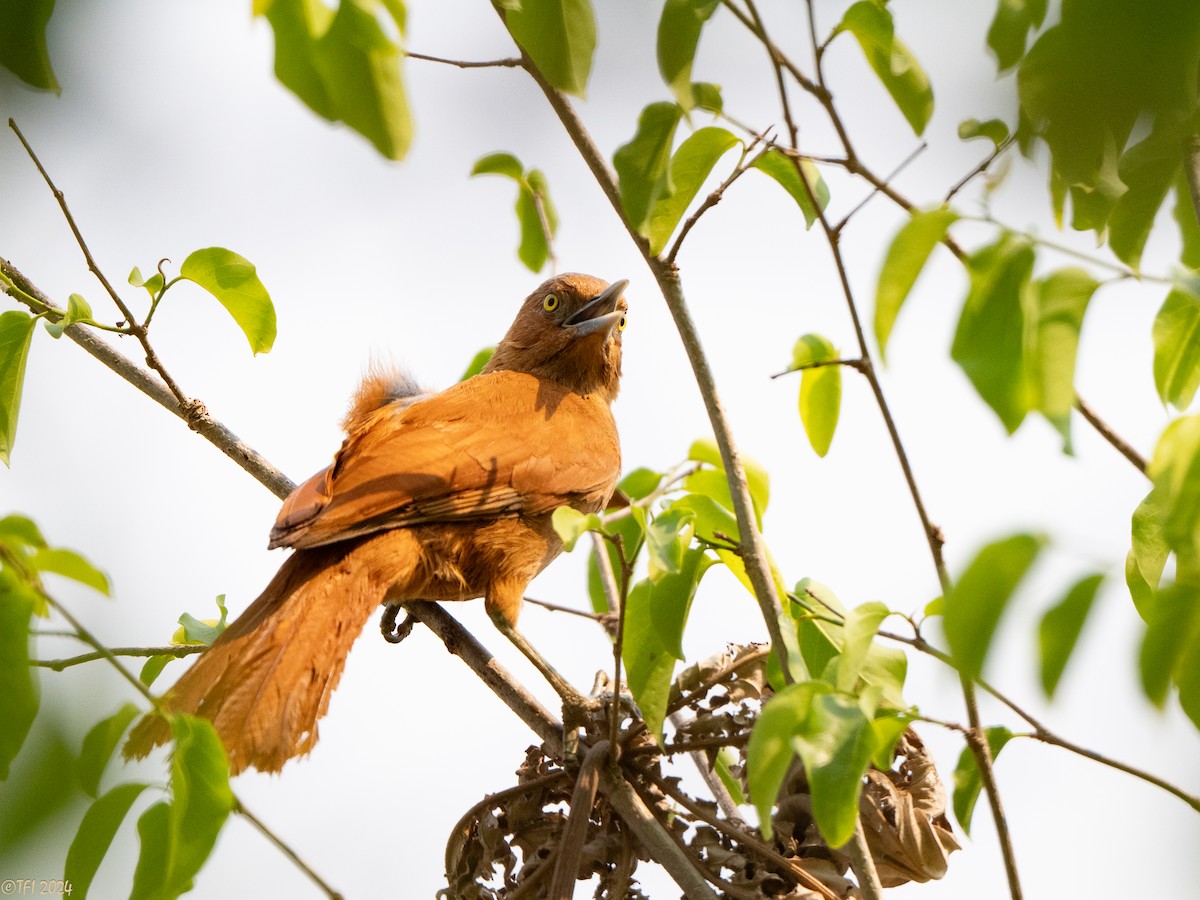 Rufous Cacholote - ML627599979