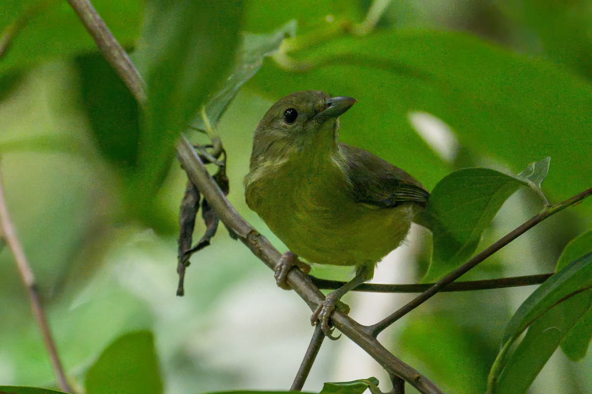 Blue Mountain Vireo - ML627599993