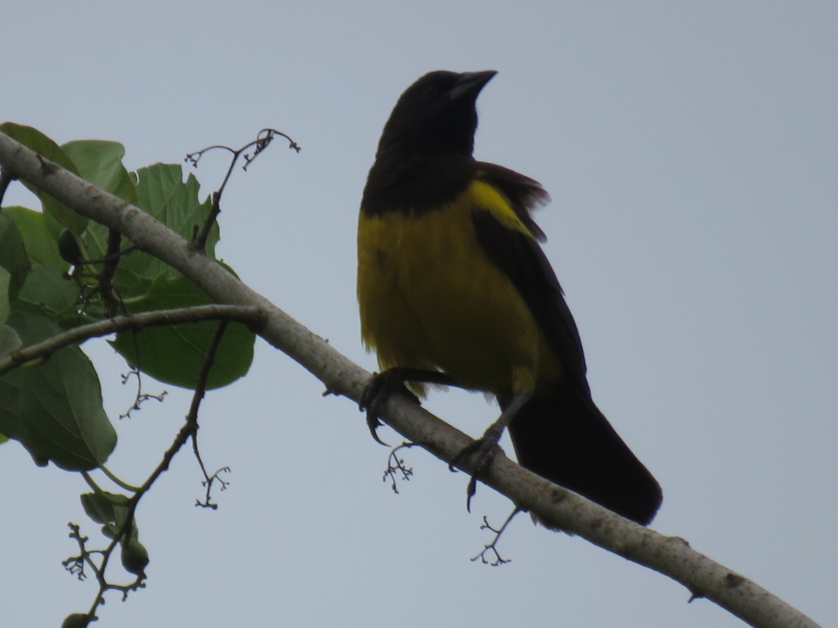 Yellow-rumped Marshbird - ML627599999