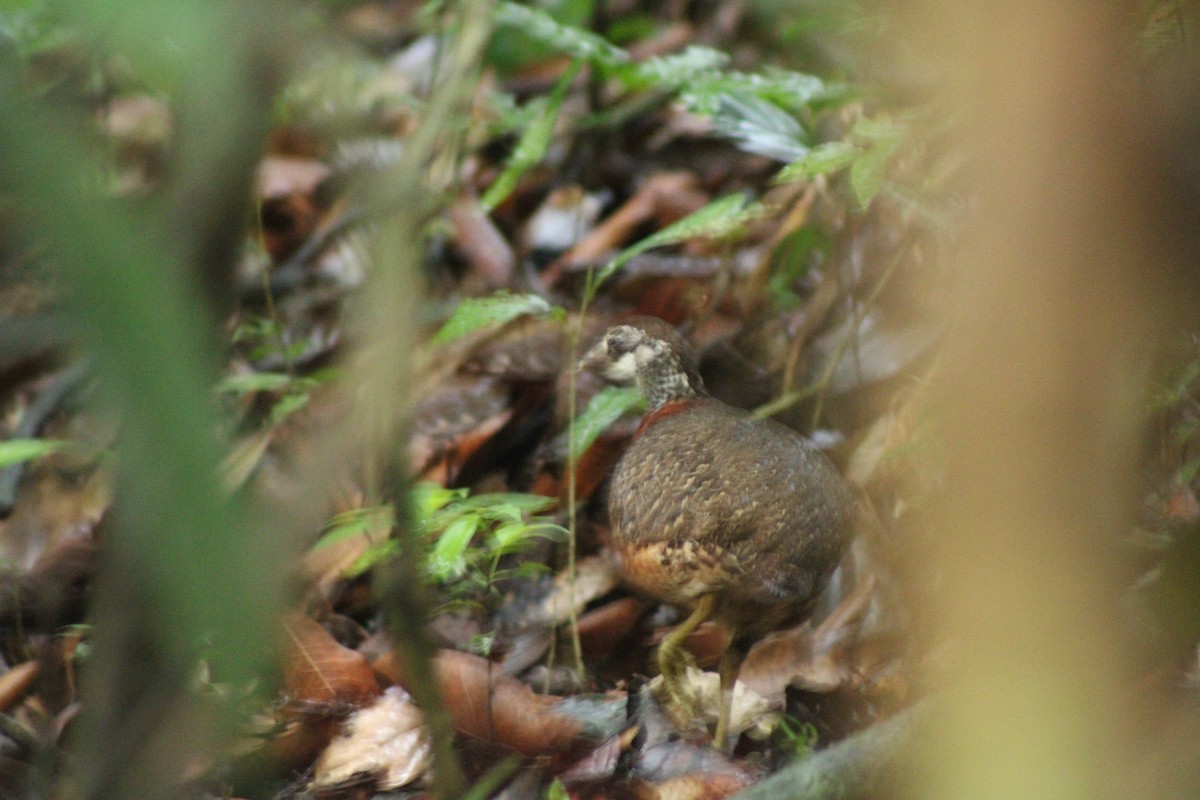 Sabah Partridge - ML627600034