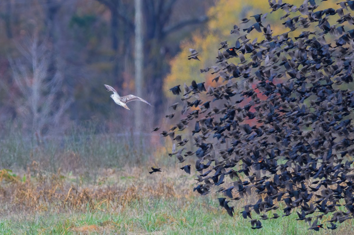 Buteo sp. - ML627600042
