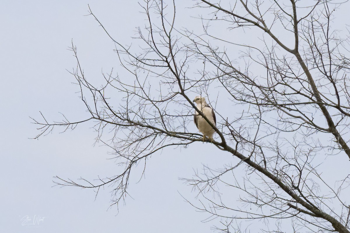 Buteo sp. - ML627600043