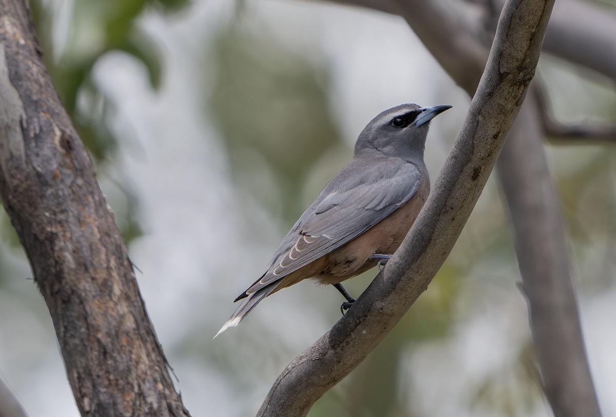 White-browed Woodswallow - ML627600184