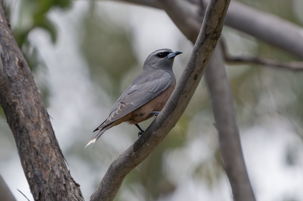 White-browed Woodswallow - ML627600185