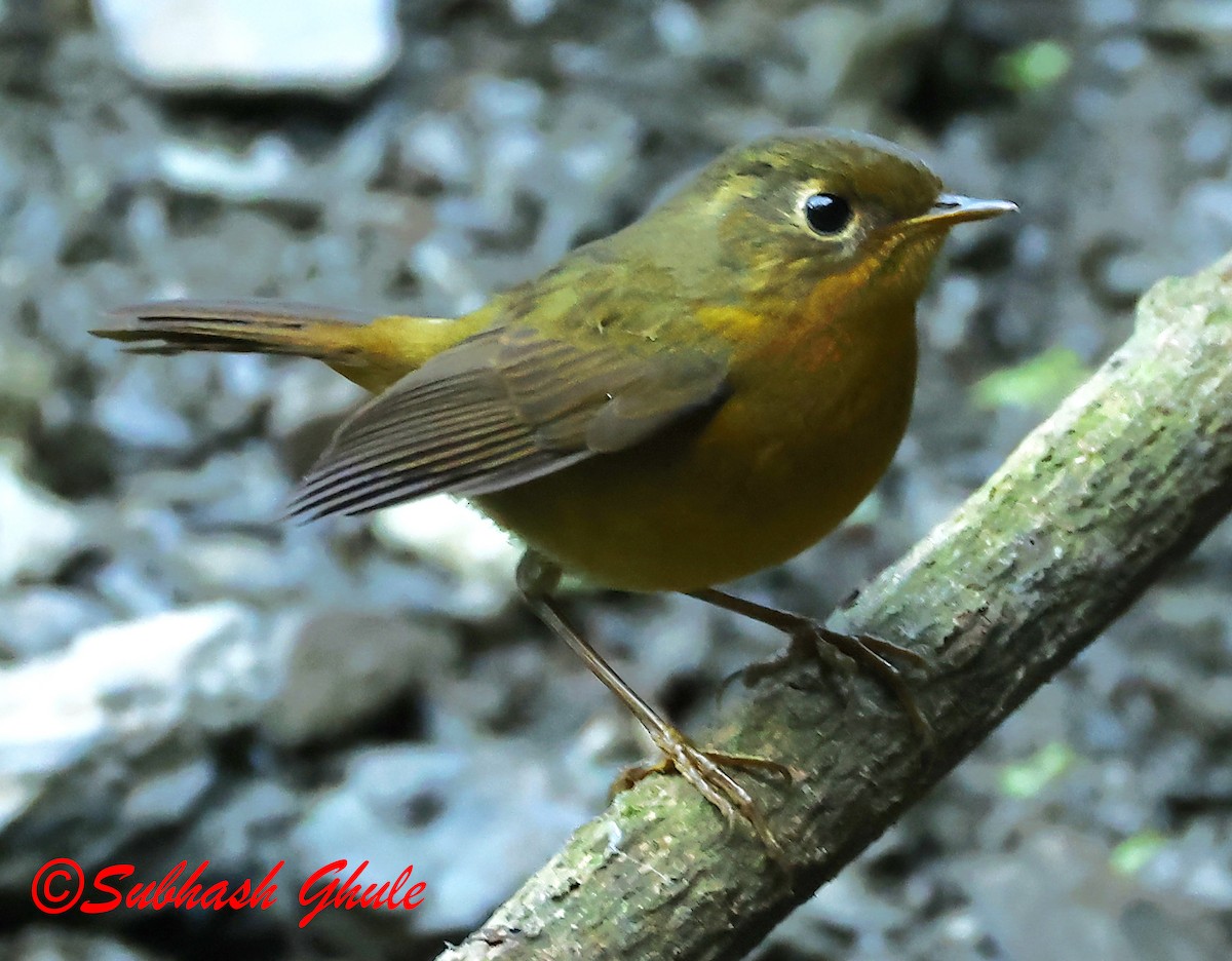 Golden Bush-Robin - ML627600263