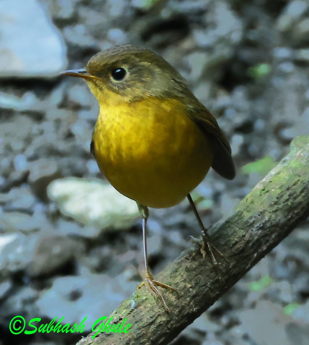 Golden Bush-Robin - ML627600264