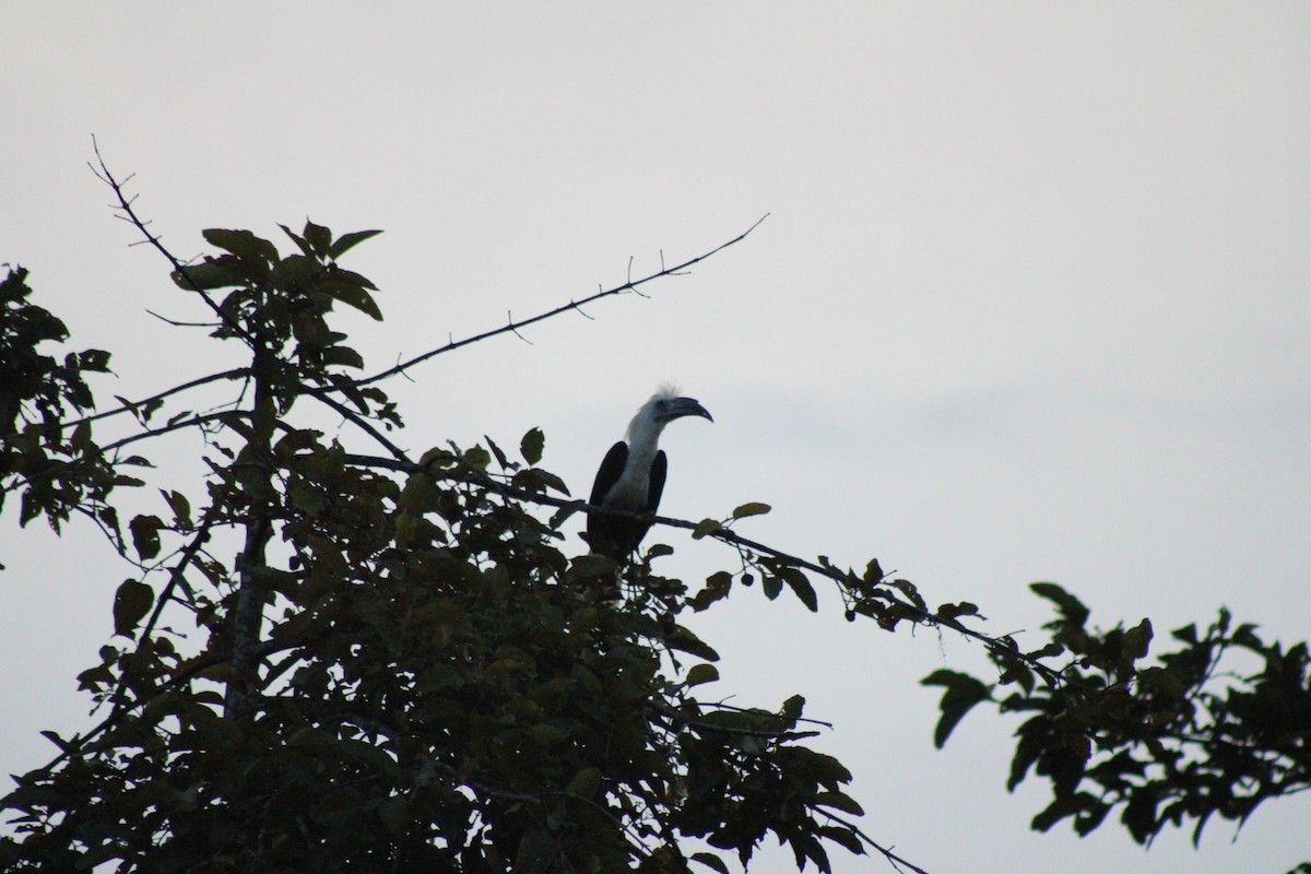 Cálao Cabeciblanco - ML627600267