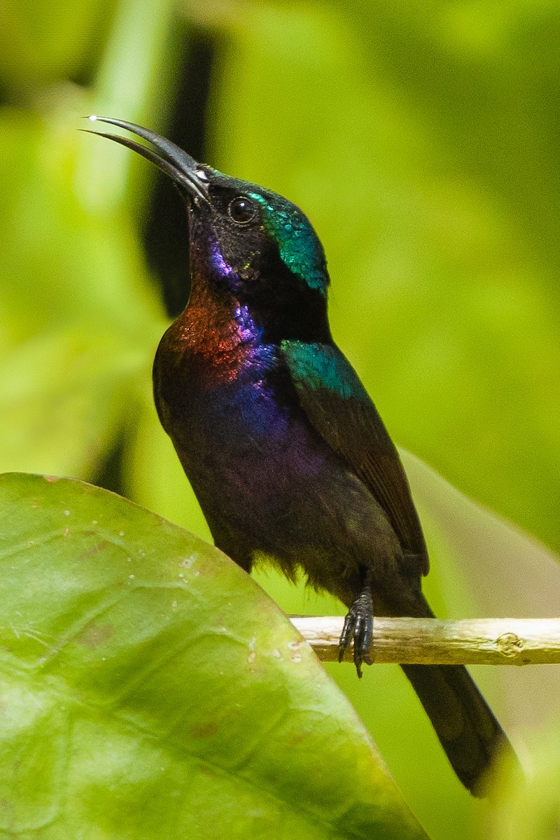 Copper-throated Sunbird - ML627600268