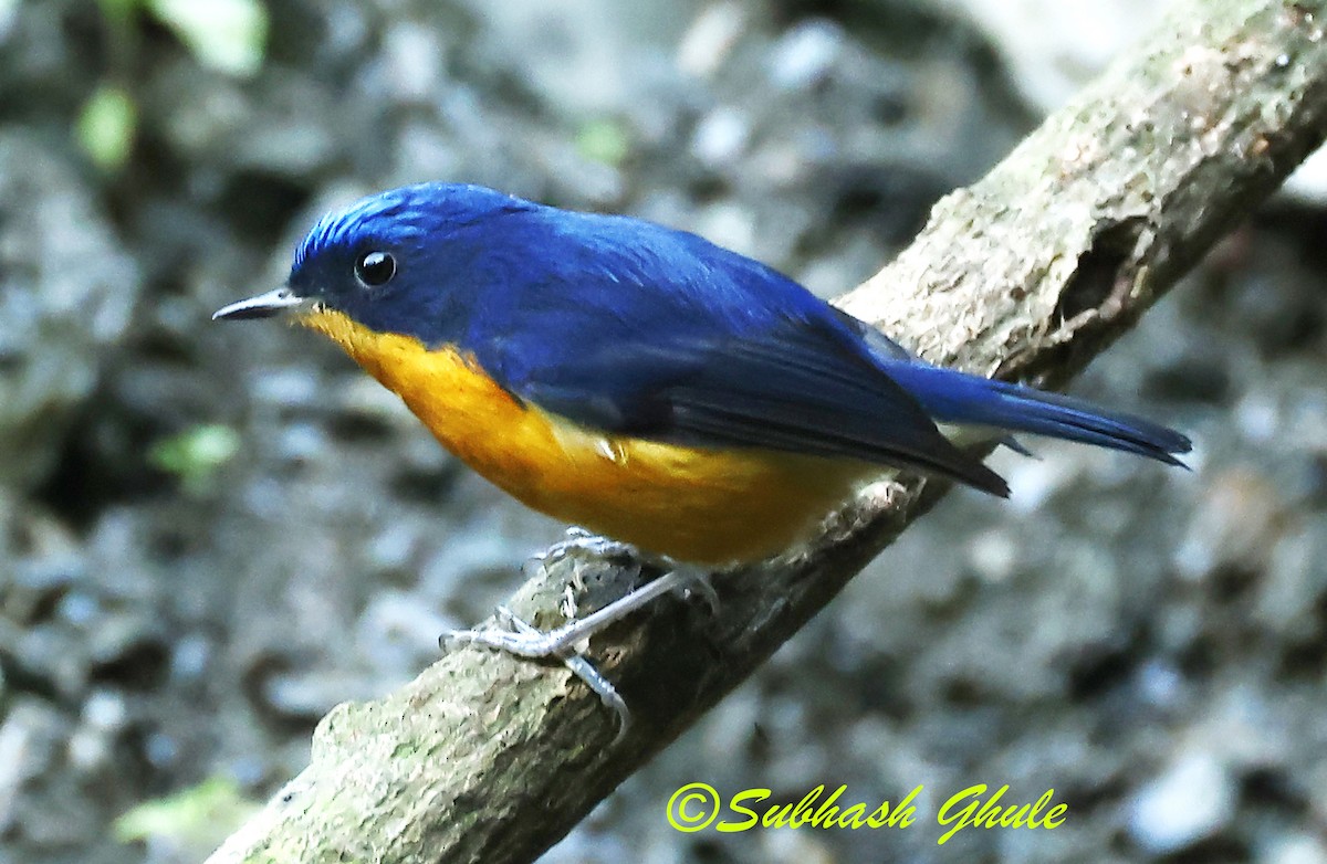 Pygmy Flycatcher - ML627600270