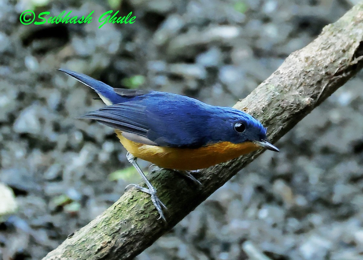 Pygmy Flycatcher - ML627600271