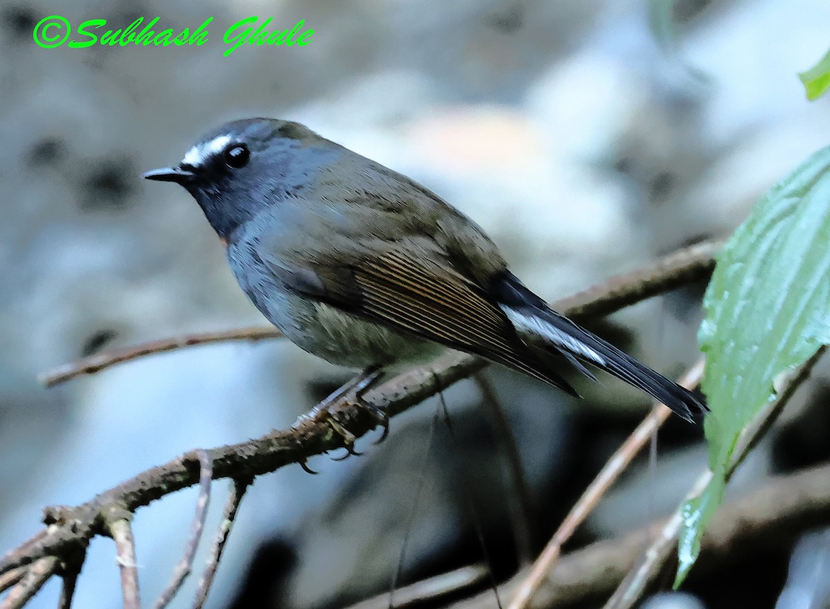 Rufous-gorgeted Flycatcher - ML627600297