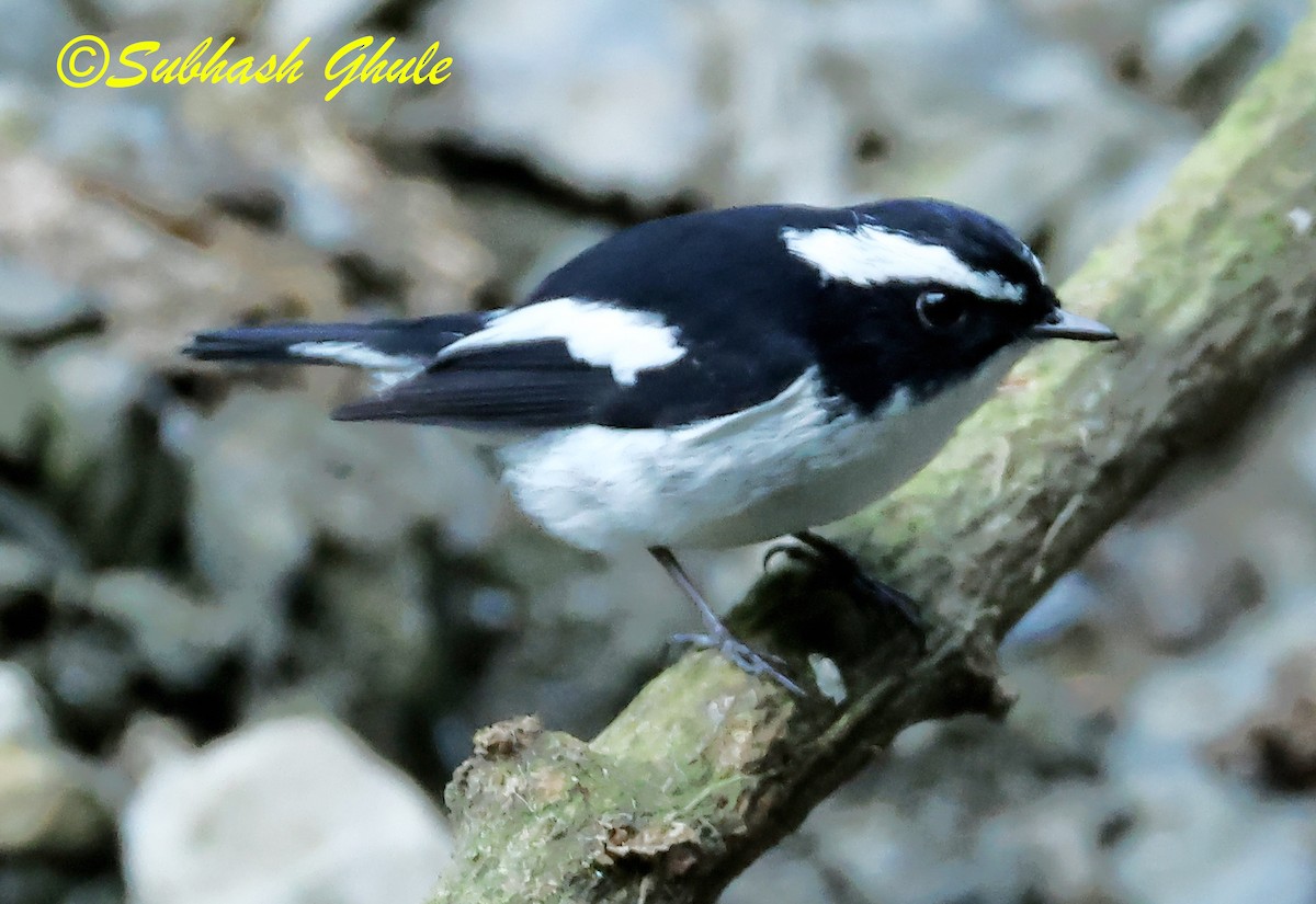 Little Pied Flycatcher - ML627600308