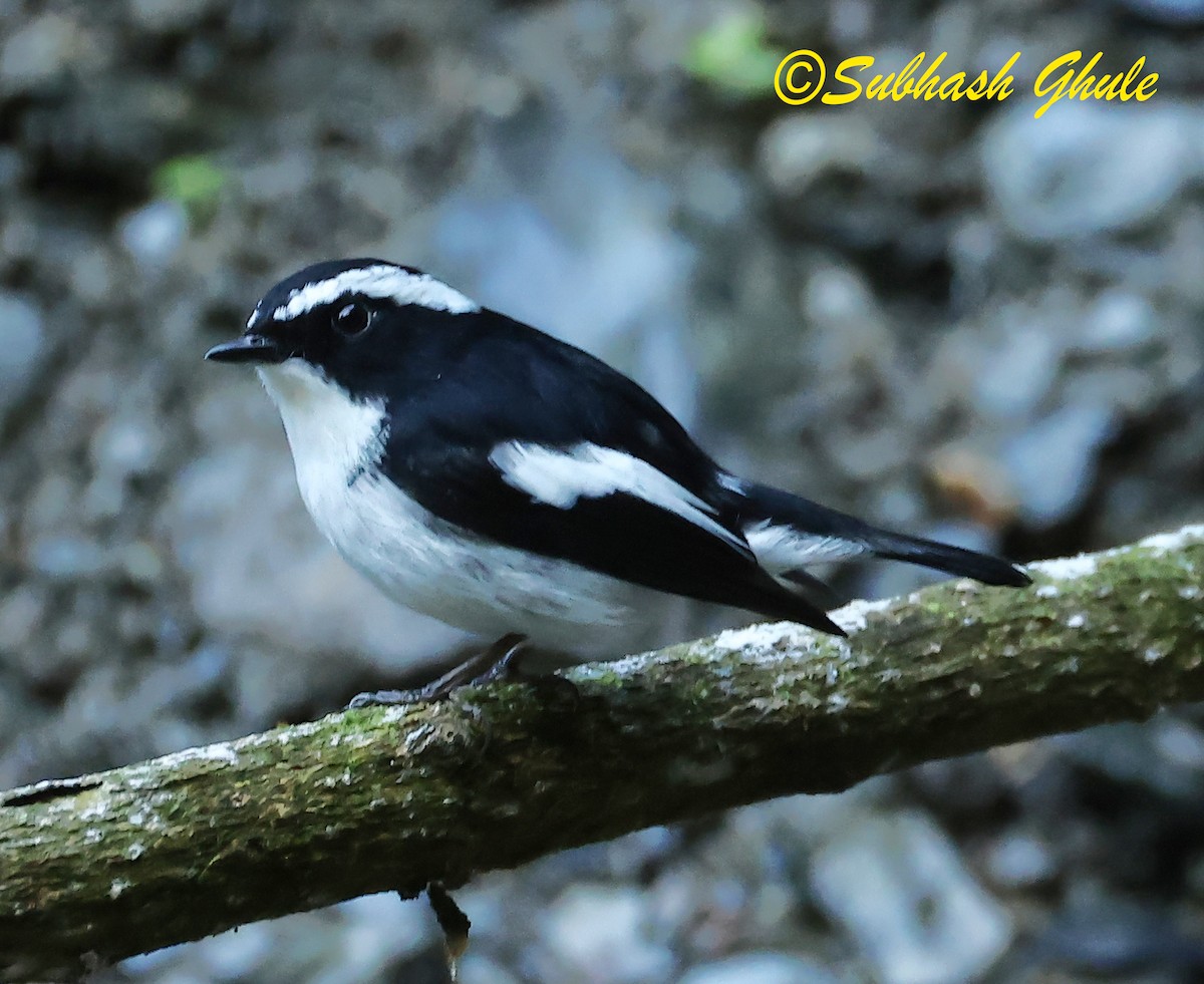 Little Pied Flycatcher - ML627600309