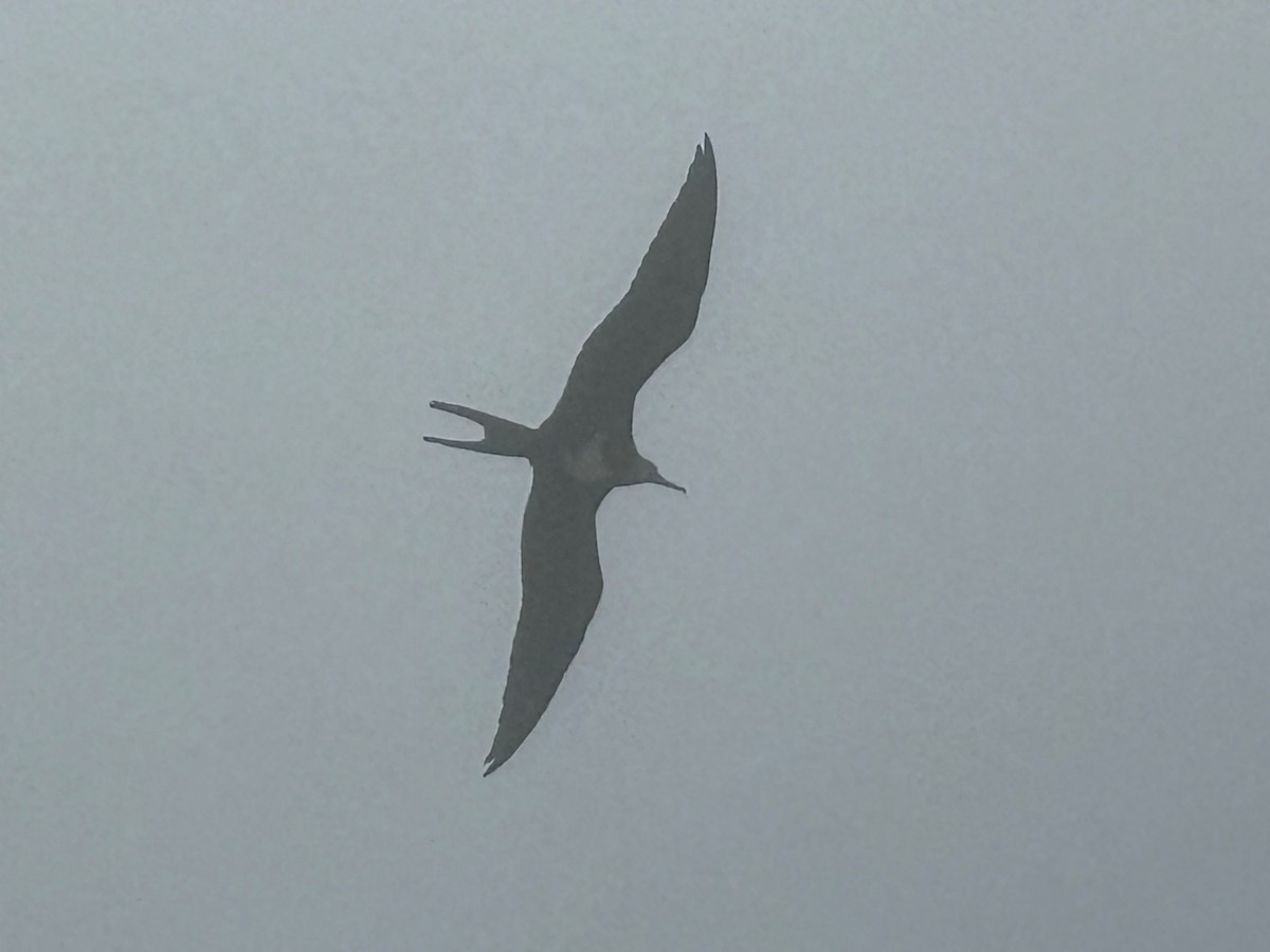 コグンカンドリ - ML627600343