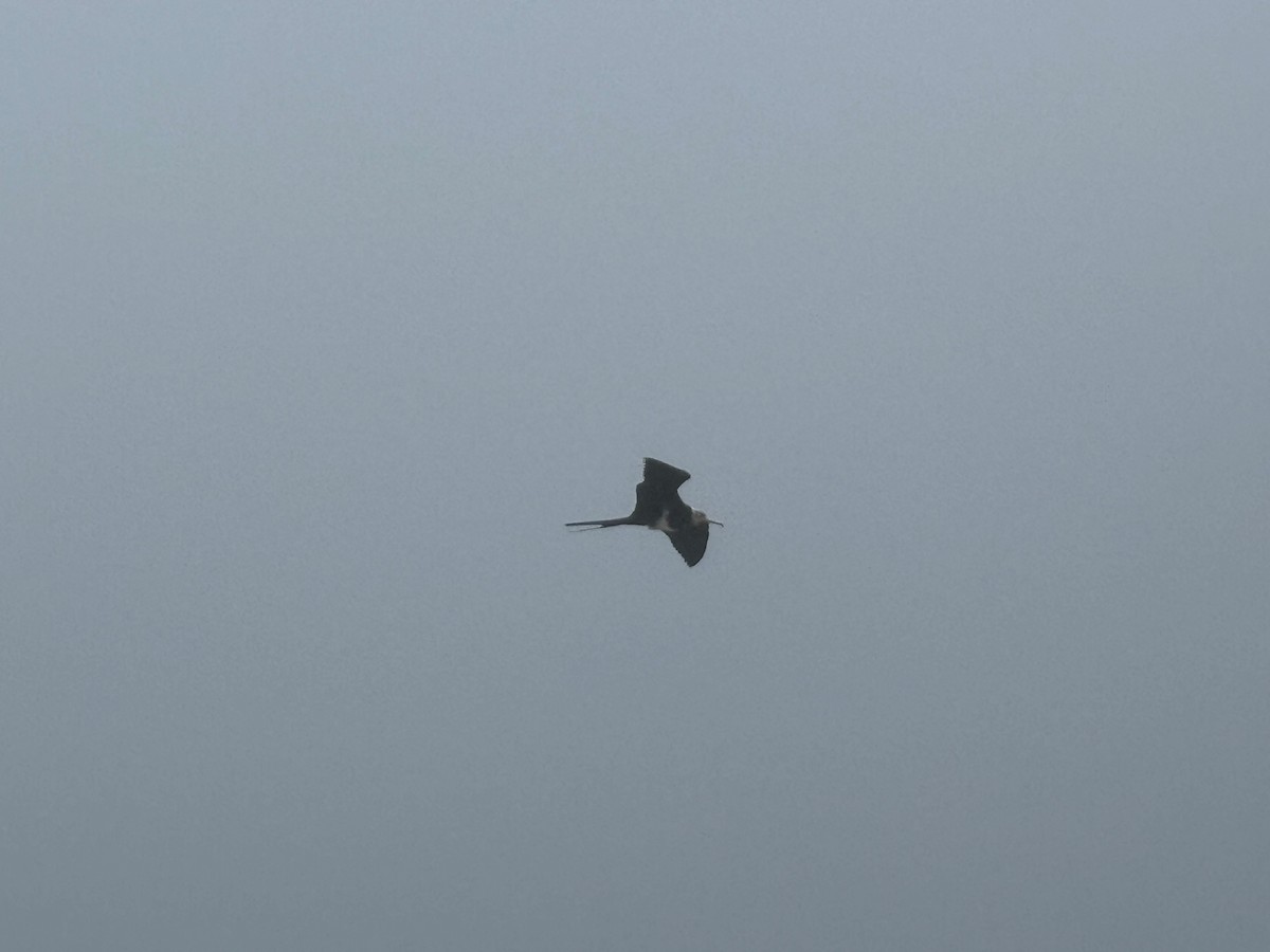 コグンカンドリ - ML627600347