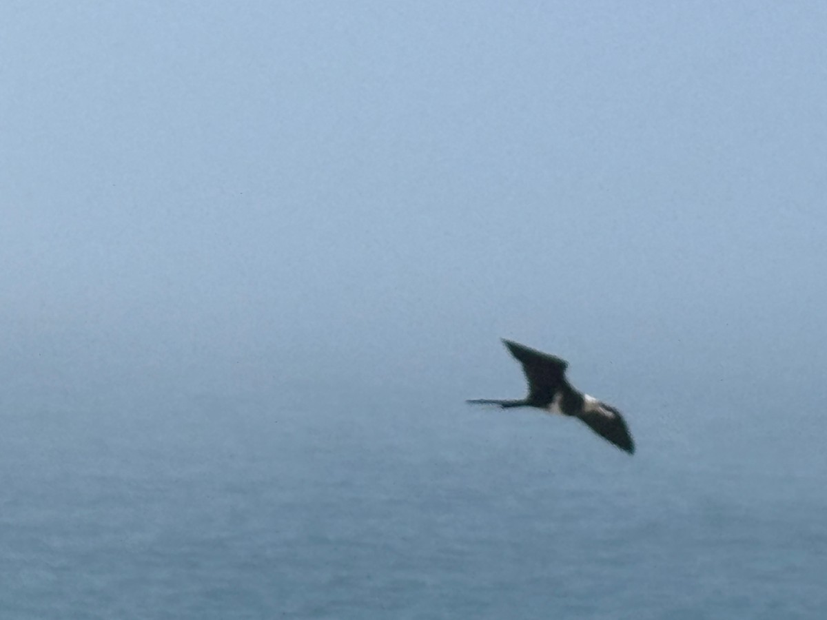 コグンカンドリ - ML627600355