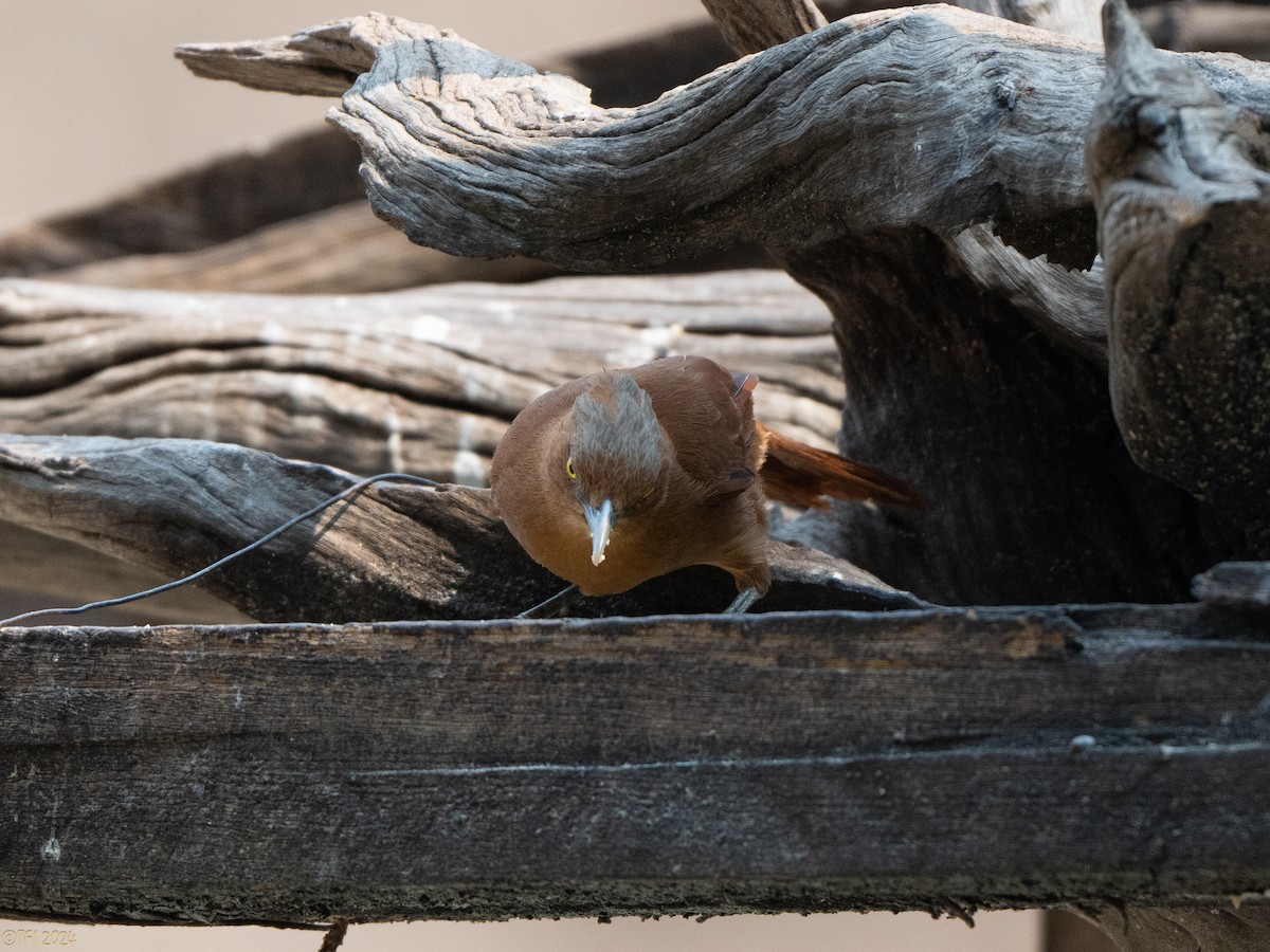 Rufous Cacholote - ML627600365