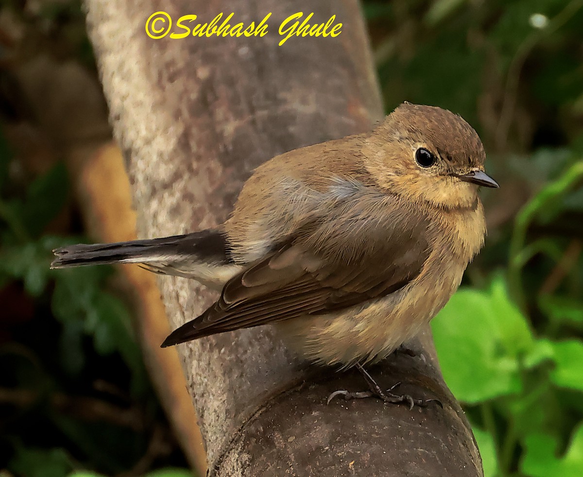 Taiga Flycatcher - ML627600368