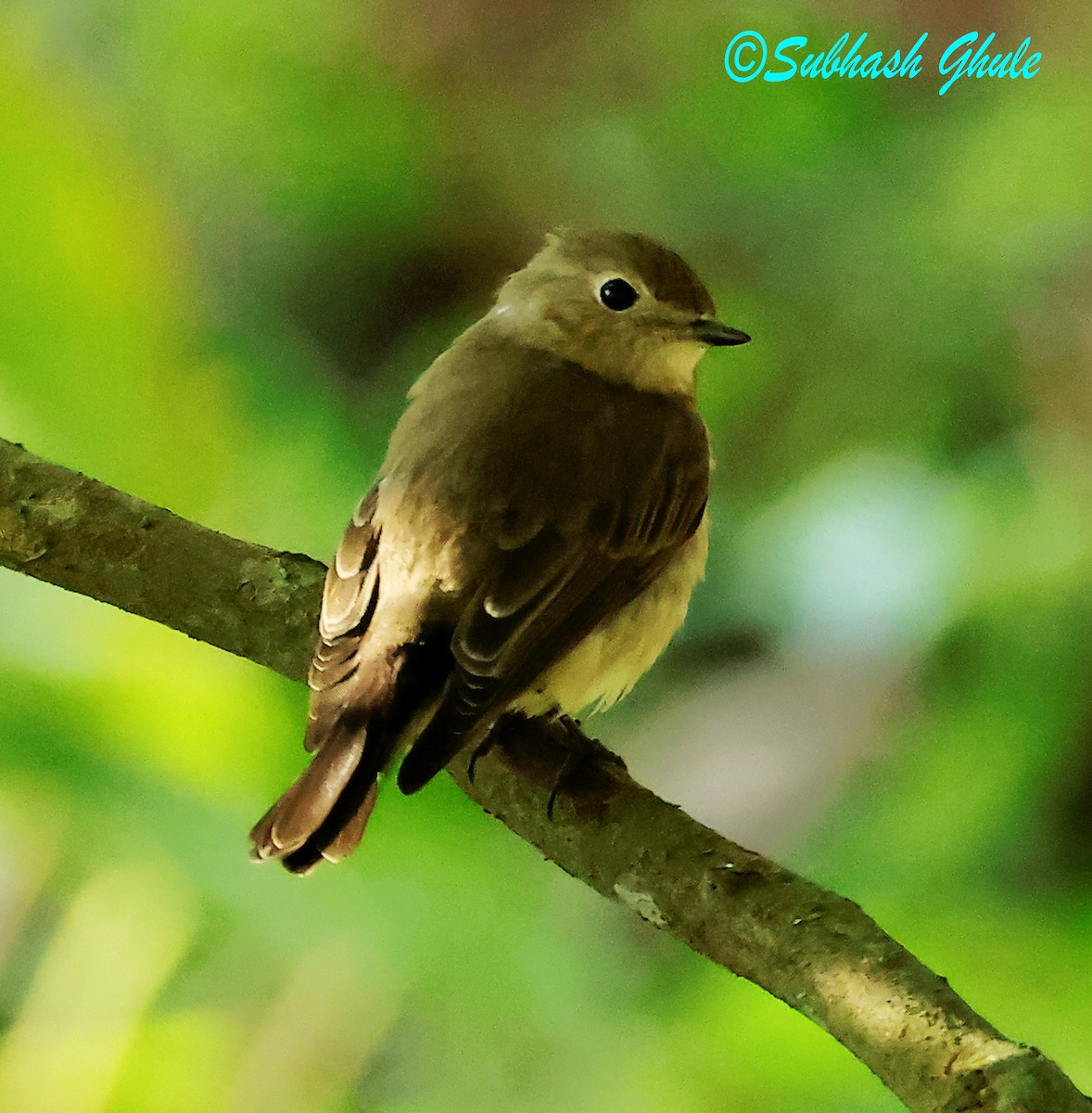 Taiga Flycatcher - ML627600369