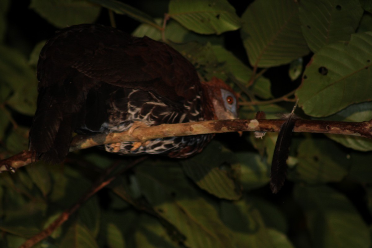 Bornean Crested Fireback - ML627600374