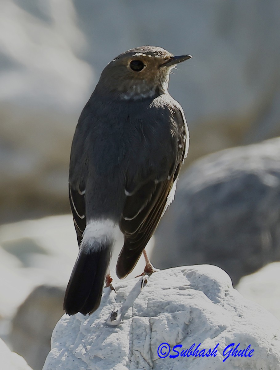 Plumbeous Redstart - ML627600376