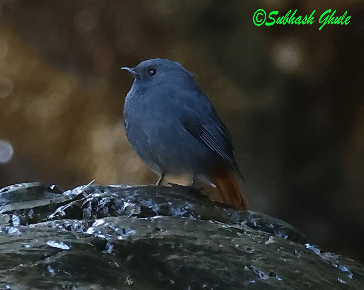 Plumbeous Redstart - ML627600377