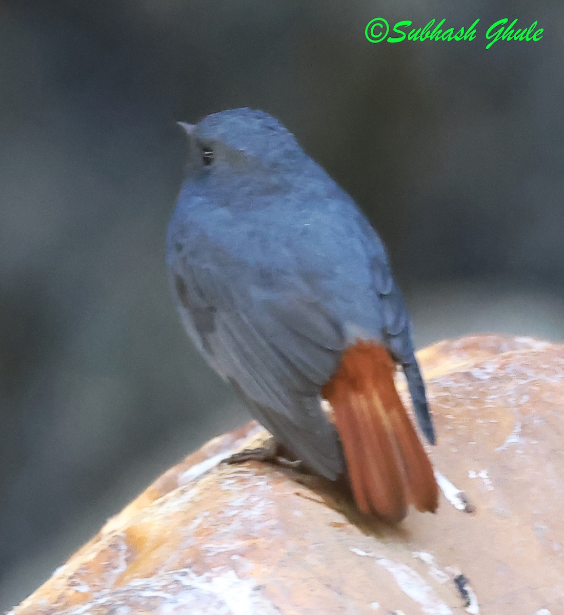 Plumbeous Redstart - ML627600378