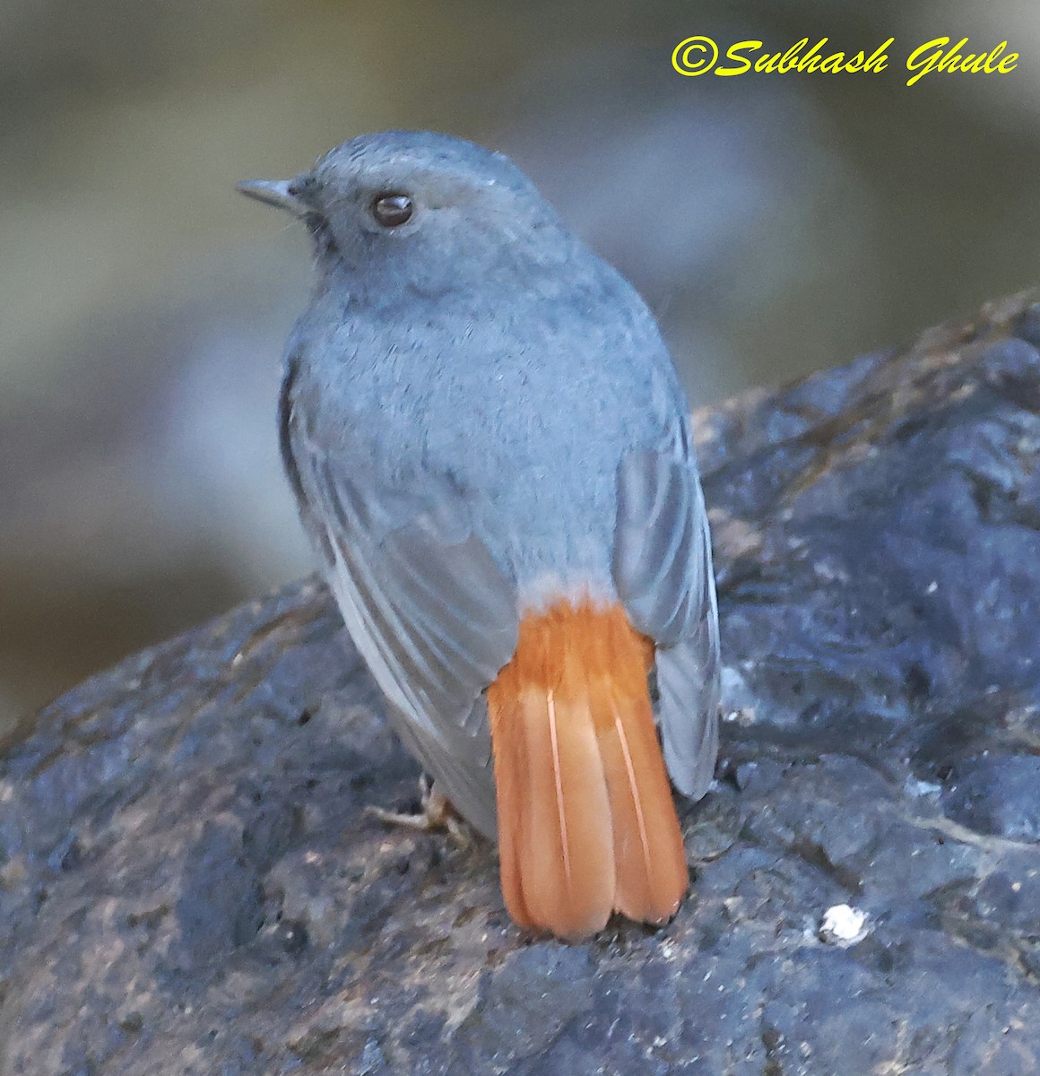 Plumbeous Redstart - ML627600379