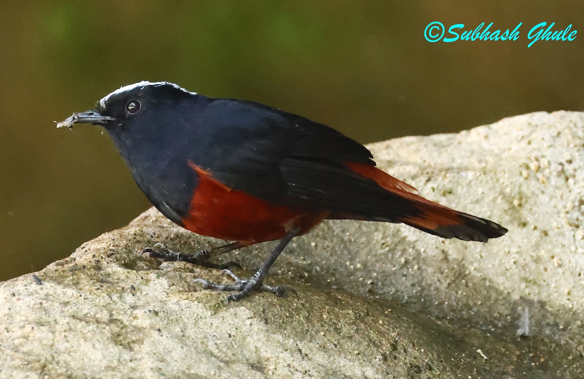 White-capped Redstart - ML627600385