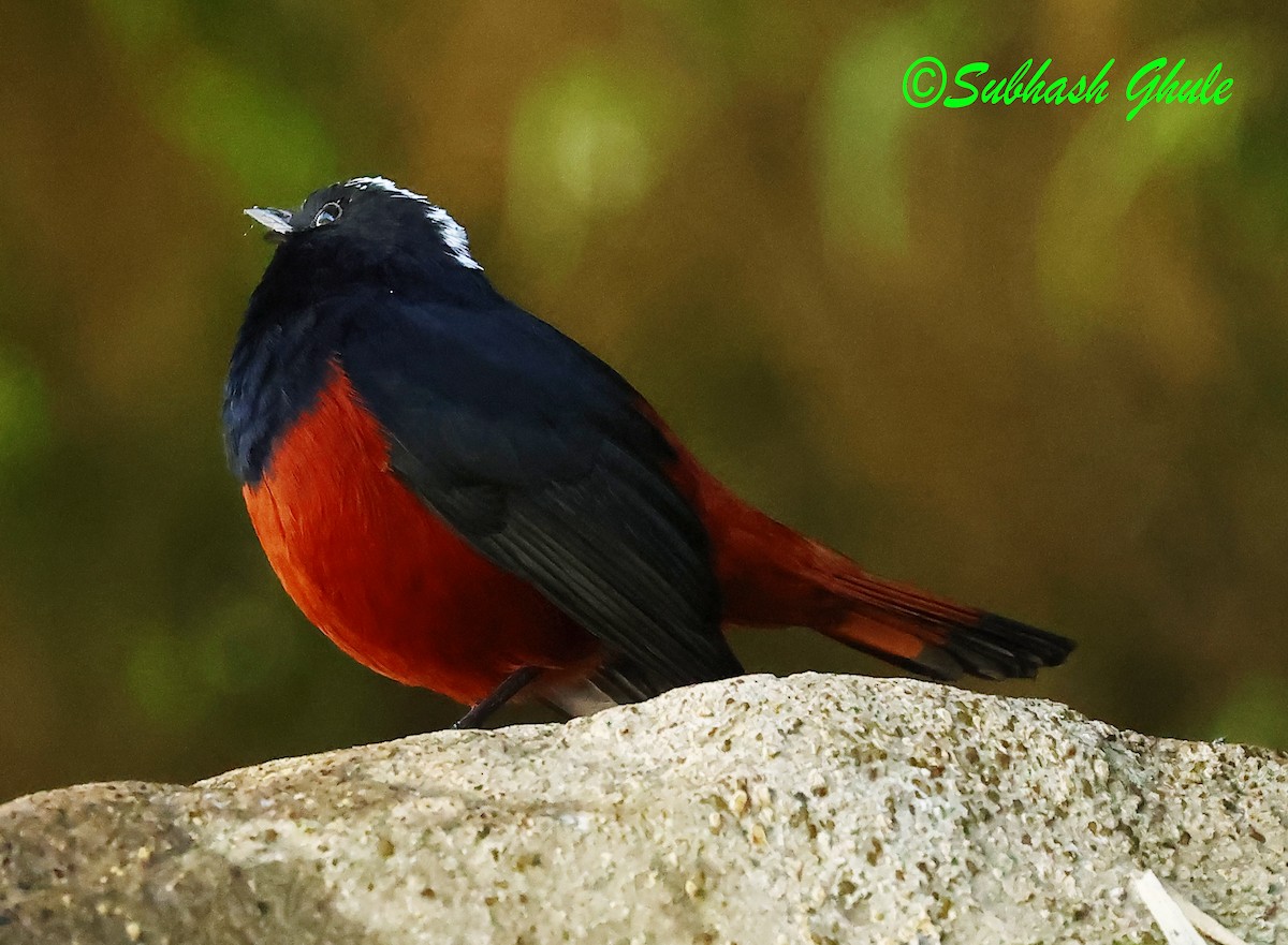 White-capped Redstart - ML627600386