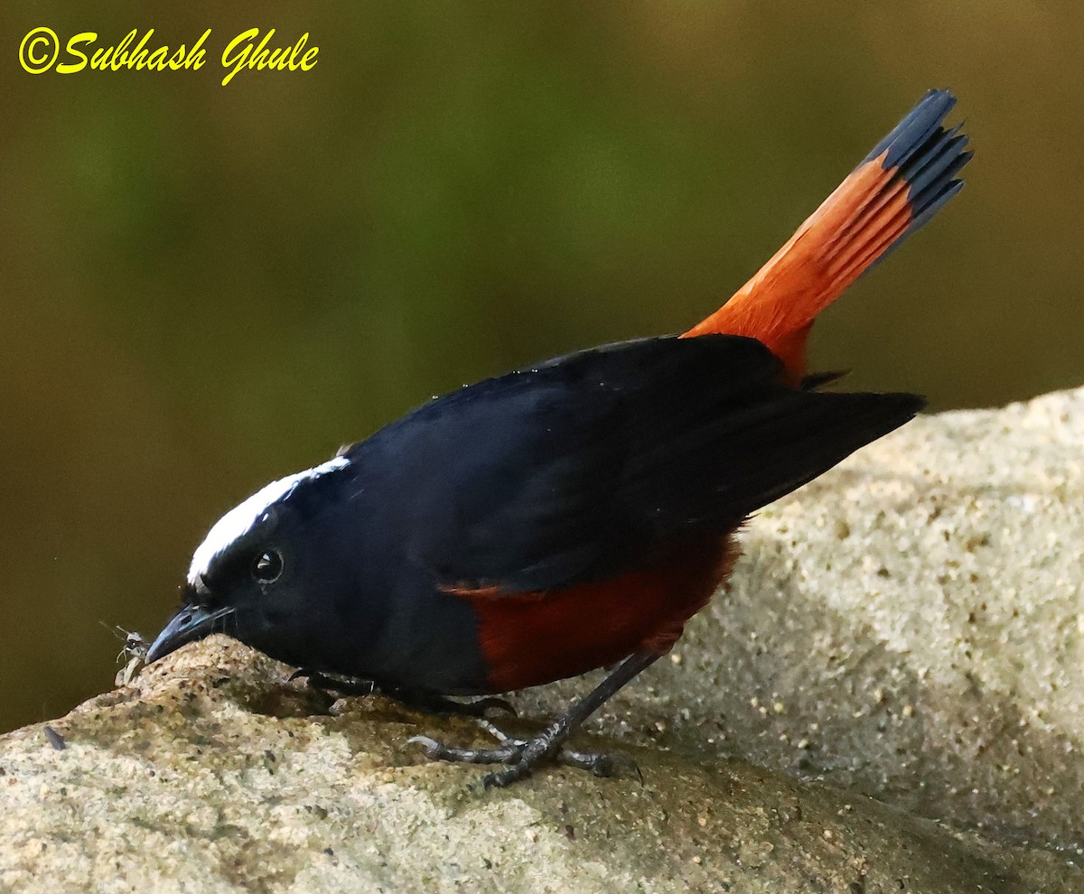 White-capped Redstart - ML627600388