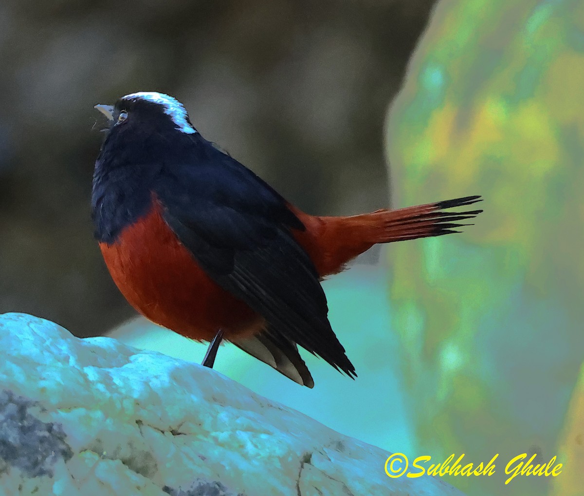 White-capped Redstart - ML627600389